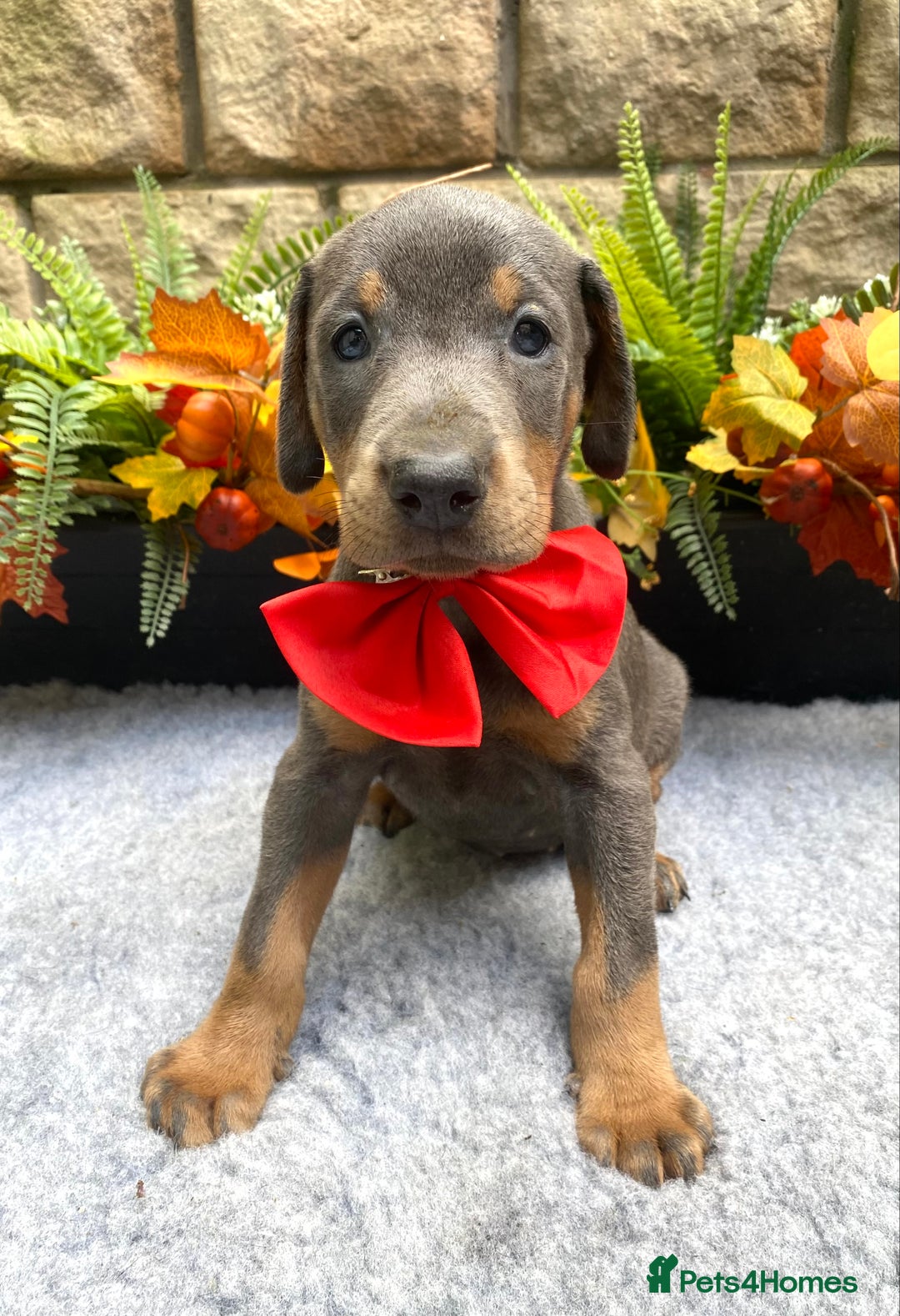 Dobermann dogs for sale: DOBERMAN PUPPIES (BOTH KC HEALTH TESTED PARENTS) - Image 13
