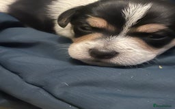 Jack Russell dogs for sale: Jack russell puppies - Image 3