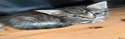 Mixed Breed cats for sale: Tabby kittens looking for loving home - Advert 7