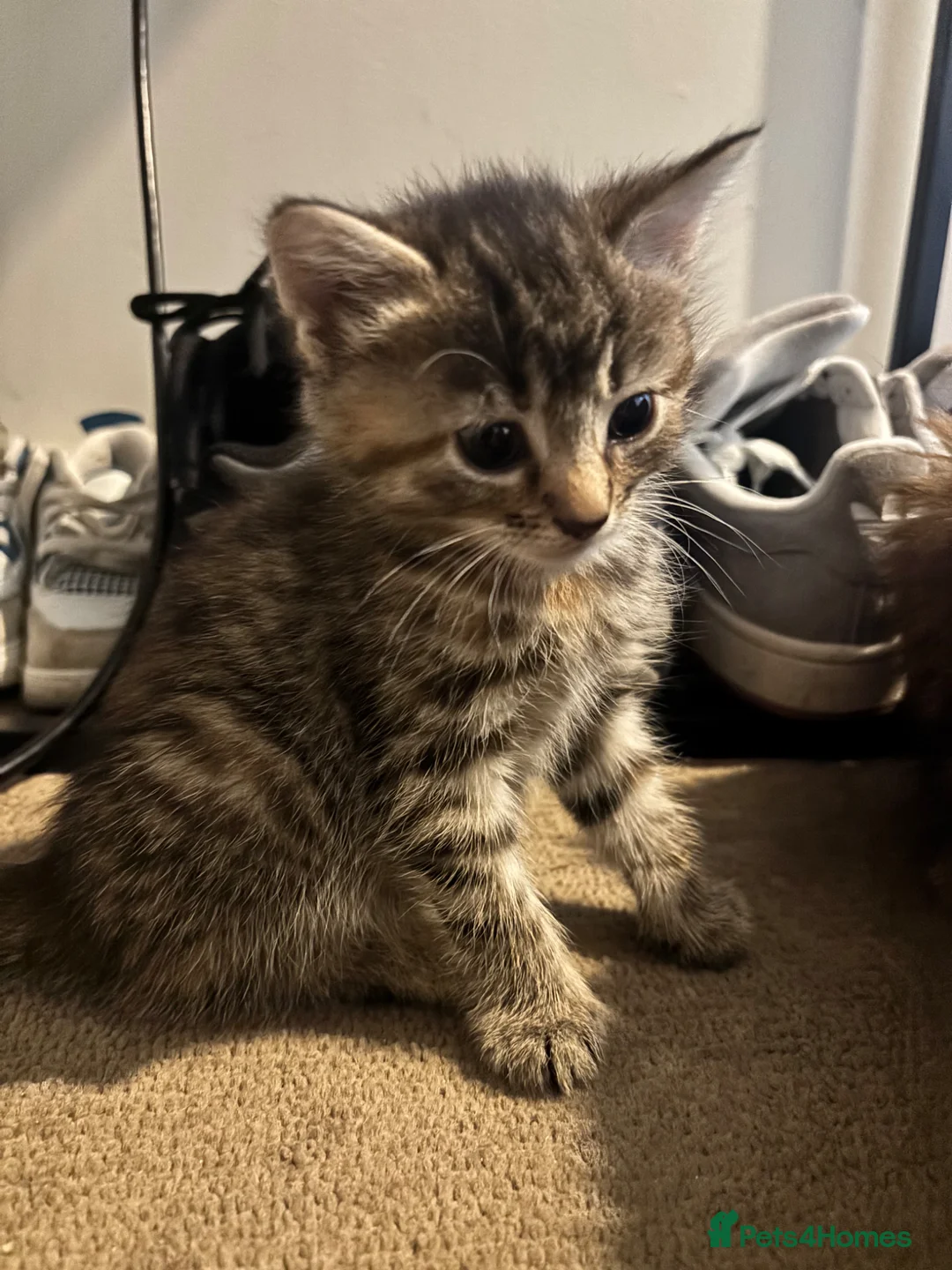 Mixed Breed cats for sale: Mainecoon x Tabby - Advert 5