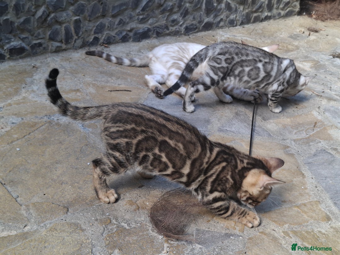 Bengal cats for sale: Show quality pure bengal kittens. - Image 9