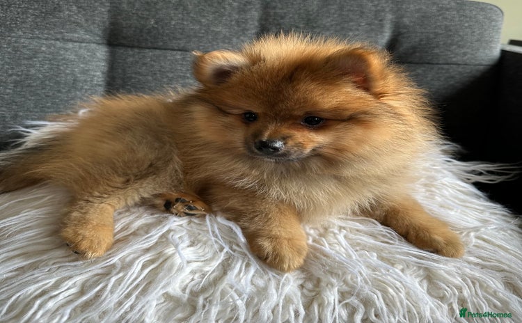 Pomeranian dogs - Advert 9
