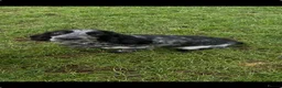 Cocker Spaniel dogs for sale: Working Cocker Pups - Advert 6