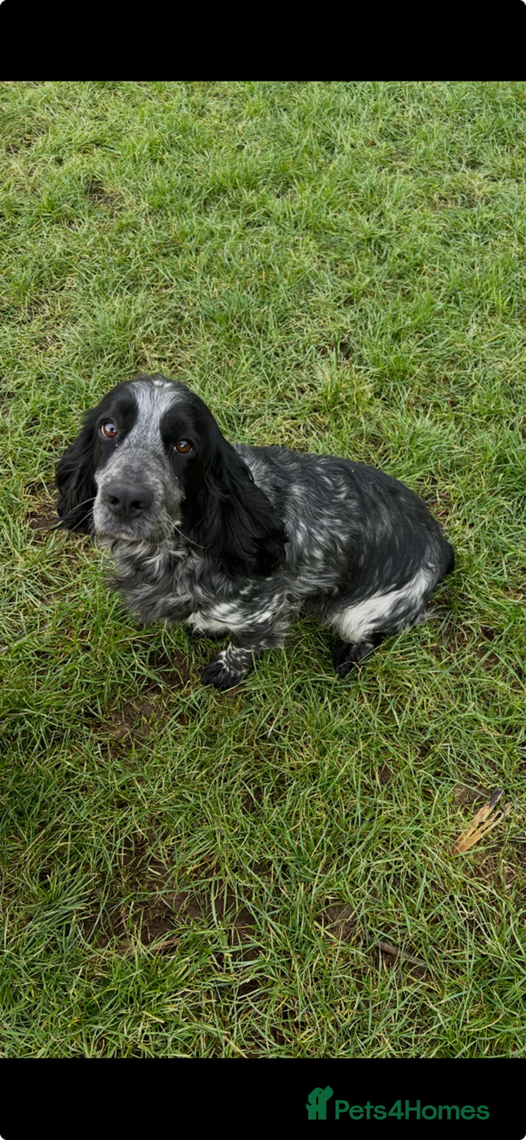 Cocker Spaniel dogs for sale: Working Cocker Pups - Advert 6