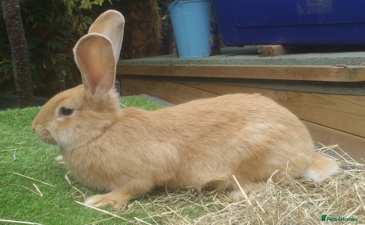Continental Giant rabbits - Advert 3