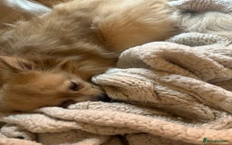 Pomeranian dogs for sale: 4 year old female Pomeranian- sky - Advert 3