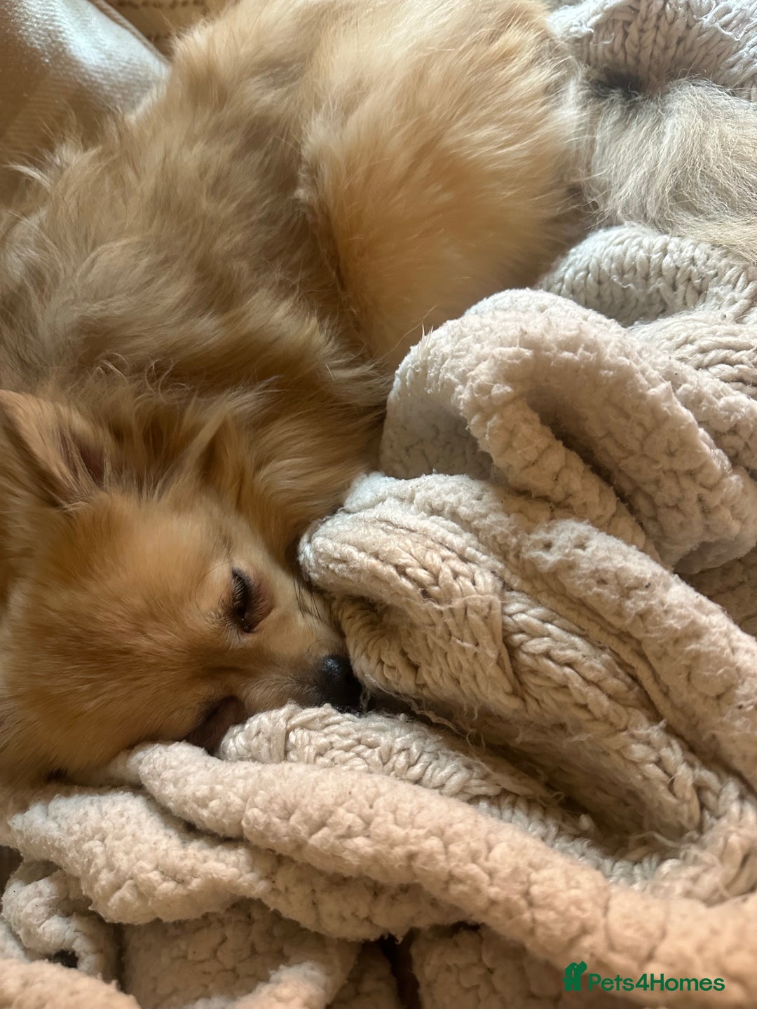 Pomeranian dogs for sale: 4 year old female Pomeranian- sky - Advert 3