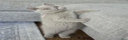 British Shorthair cats for sale: 🧸Teddy Bear Lilac/Blue British Shorthair Kittens✨ - Advert 22