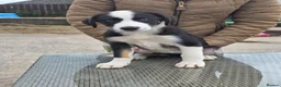 Border Collie dogs for sale: 3 stunning border collie pups - Advert 3