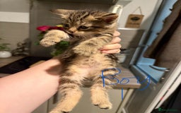 Mixed Breed cats for sale: Last 2 kittens out of a litter of 6 for sale! - Image 3
