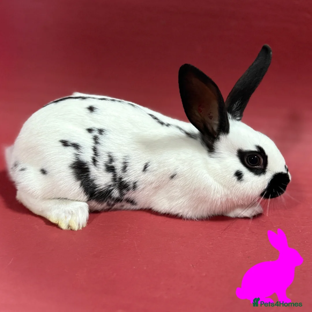 English Spot rabbits for sale: English spot kits ready now - Advert 13