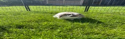 Rex rabbits for sale: Loving home needed for three beautiful bunnies 🐰  - Advert 3