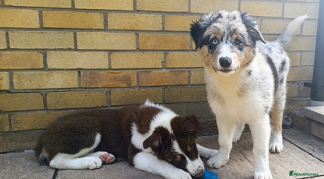 Australian Shepherd dogs for sale: Australian Shepherd puppies in Peterborough - Image 5