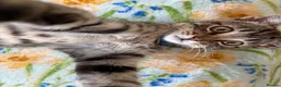 Mixed Breed cats for sale:  Kittens - Advert 2