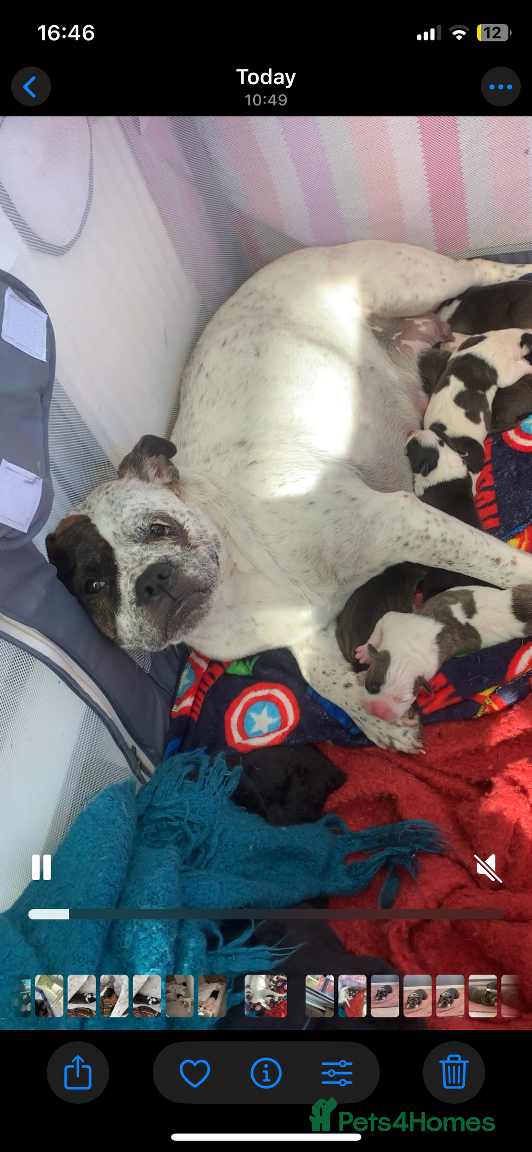 Shorty Bull dogs for sale: Proper pocket bully’s - Advert 31