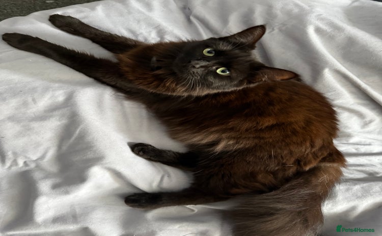 Mixed Breed cats - Advert 10