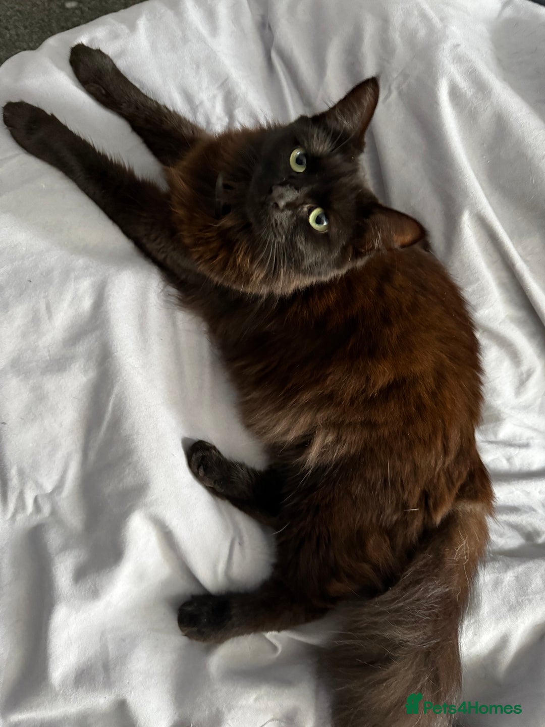 Mixed Breed cats for sale: Ragdoll cross kittens  - Image 1