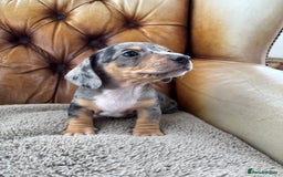 Miniature Dachshund dogs for sale: Minature Dachshund puppies for sale - Image 4