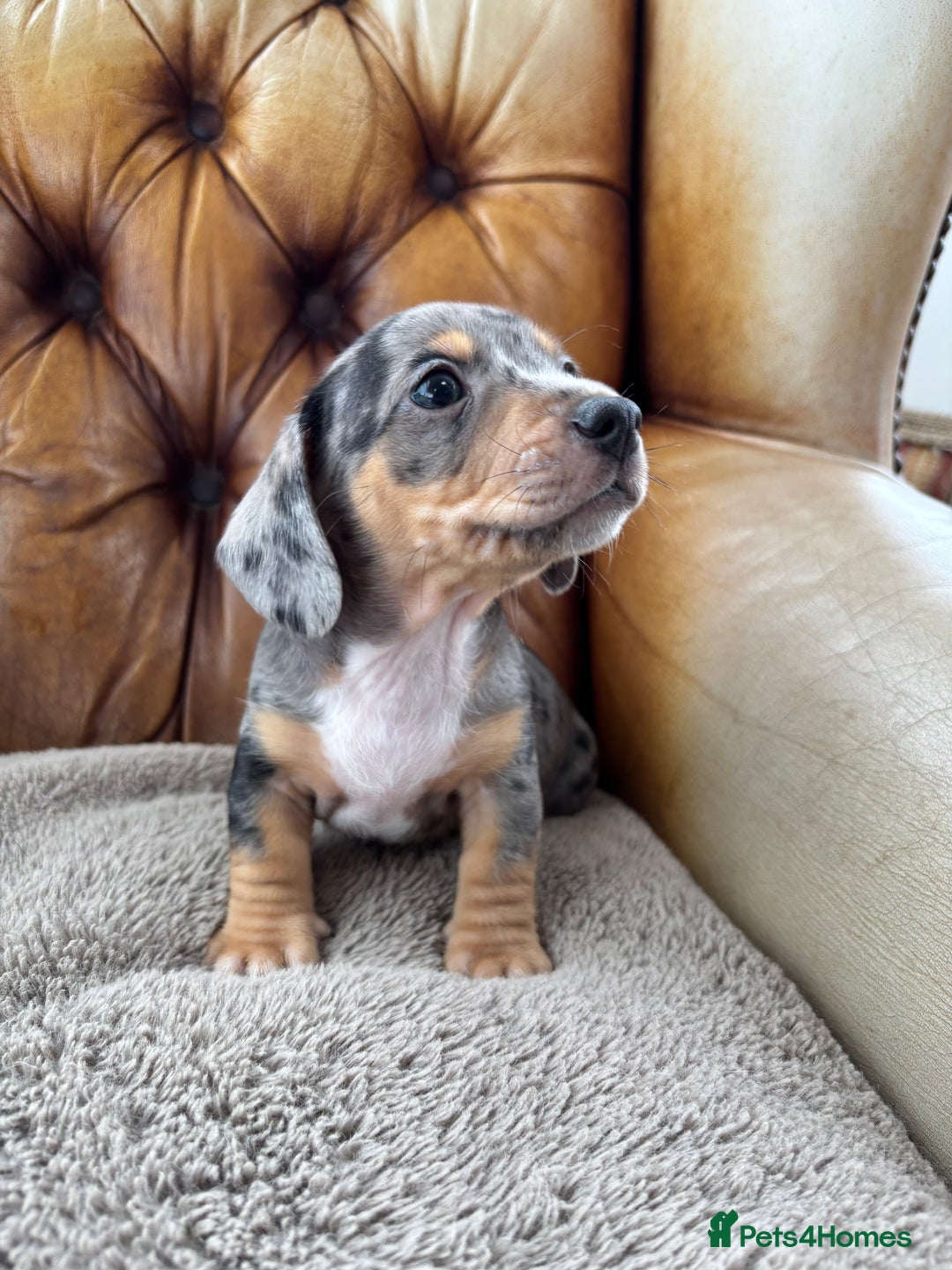 Miniature Dachshund dogs for sale: Minature Dachshund puppies for sale - Image 4