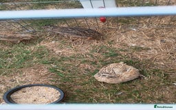 Mixed Breed birds for sale: Coturnix quail - Image 1