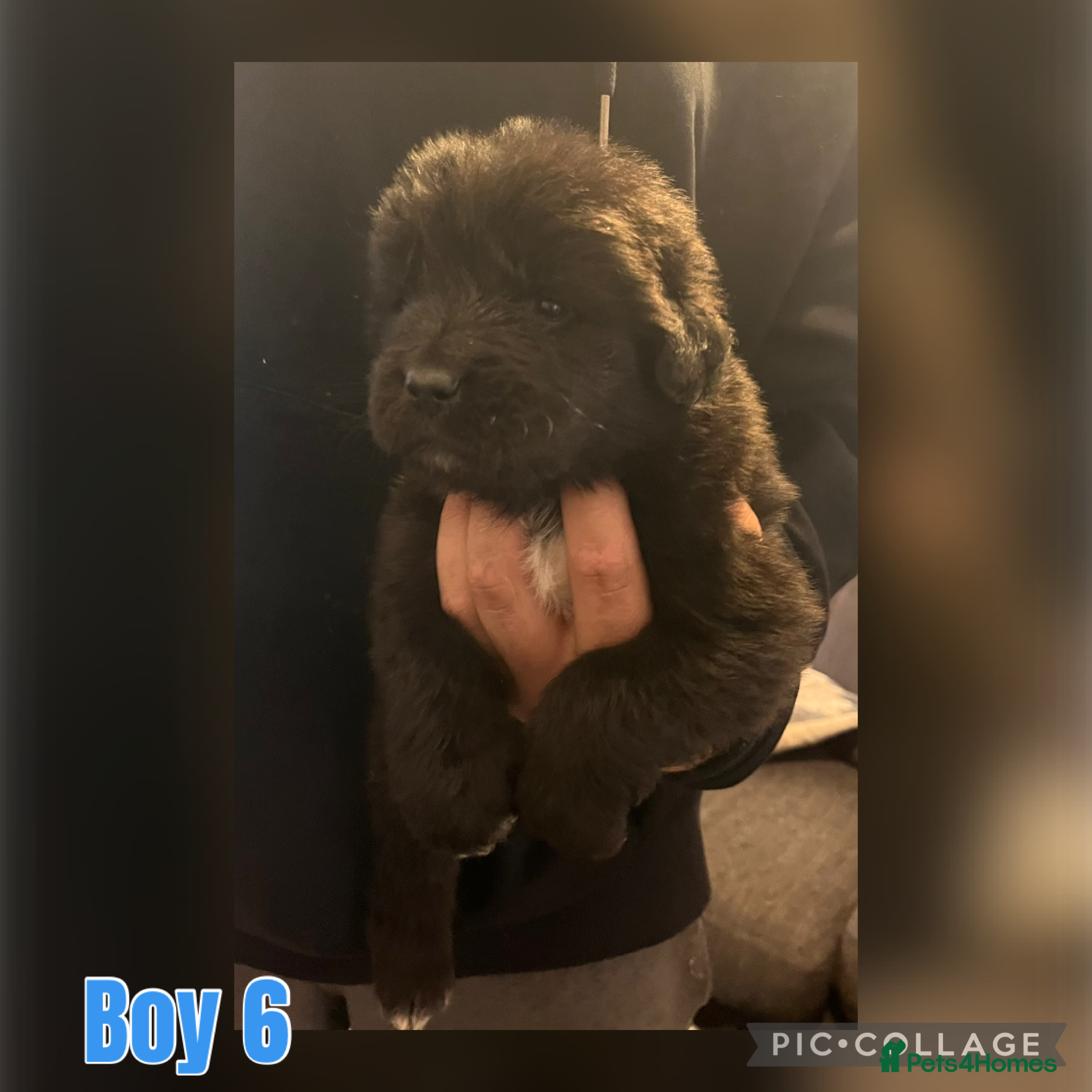 Mixed Breed dogs for sale: Black & landseer Newfoundland puppies  - Advert 22