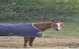 Irish Thoroughbred horses for sale: 16hh Chestnut Mare 4yrs old - Image 3