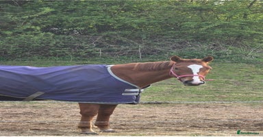 Irish Thoroughbred horses - Advert 7