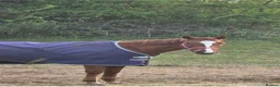 Irish Thoroughbred horses for sale: 16hh Chestnut Mare 4yrs old - Advert 3