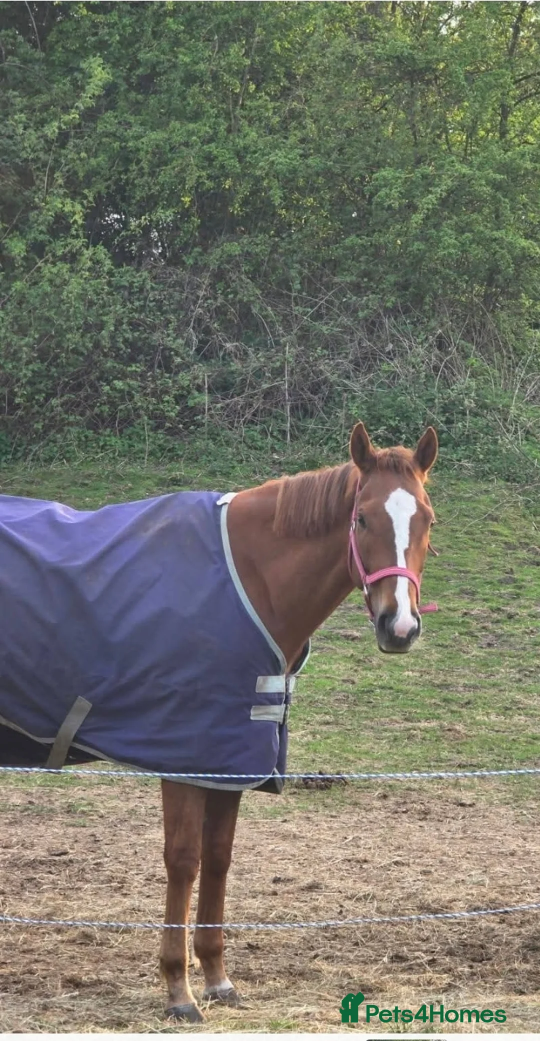 Irish Thoroughbred horses for sale: 16hh Chestnut Mare 4yrs old - Advert 3