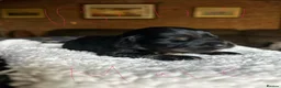 Sprocker dogs for sale: Sprocker puppies  - Advert 6