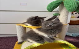 Maine Coon cats for sale: ✨7 Pure Bred Maine Coon Kittens✨ - Image 15