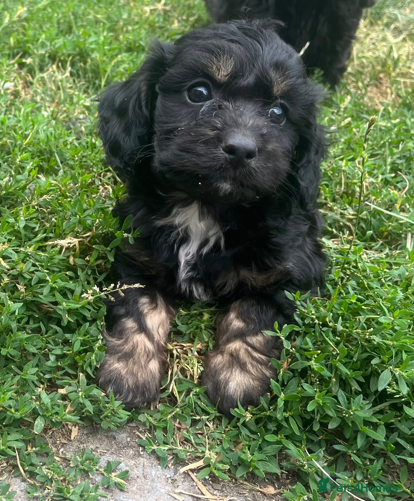 Cockapoo dogs F1 toy cockapoo puppies for sale  - Advert 1