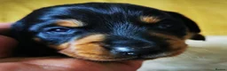 Miniature Dachshund dogs for sale: KC Stunning litter of girls 💗 - Advert 22