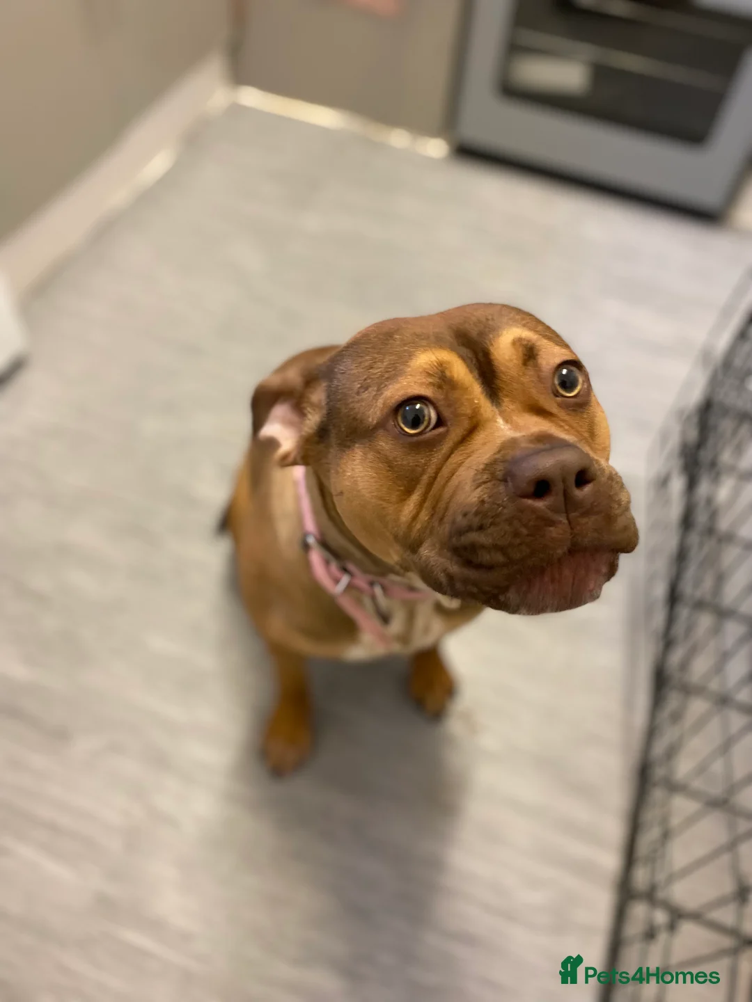 Mixed Breed dogs for sale: Miss  in London - Advert 2