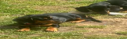 Dachshund dogs for sale: Looking for homes still available  - Advert 7