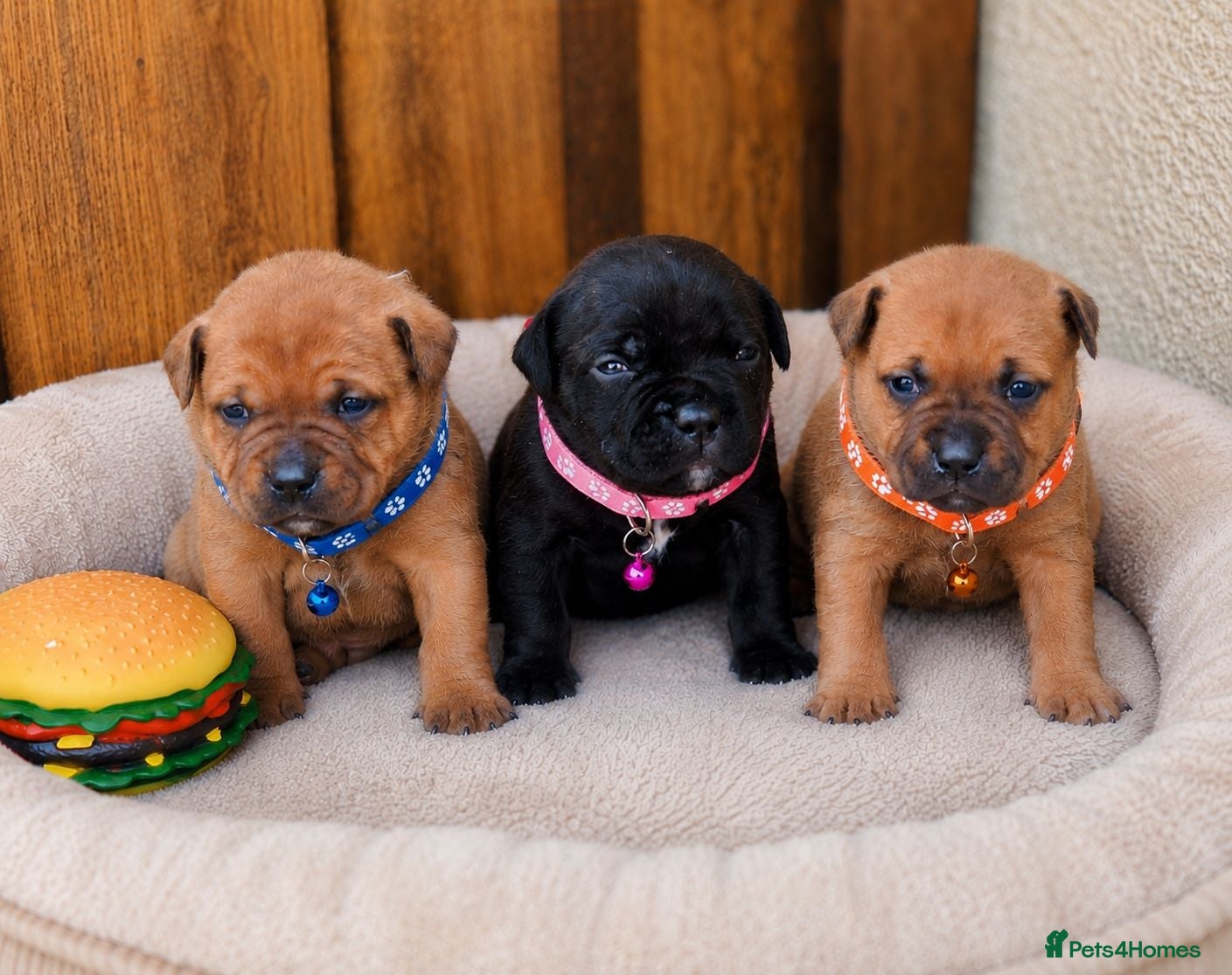 Staffordshire Bull Terrier dogs 🏆 Top Quality KC Staffy Puppies Available 🏆 - Advert 1