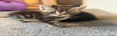 British Shorthair Kitten 2