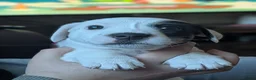 Jack Russell dogs for sale: Stunning jack Russell puppies - Advert 19