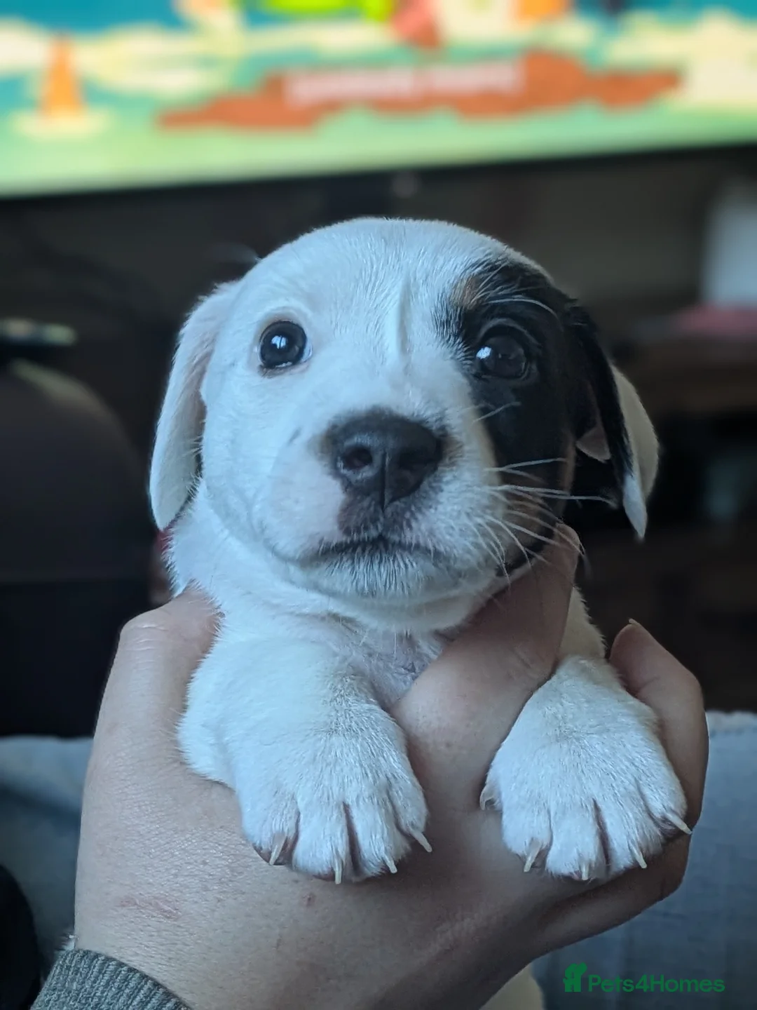 Jack Russell dogs for sale: Stunning jack Russell puppies - Advert 19