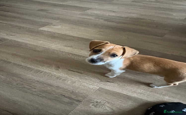 Jack Russell dogs - Advert 6