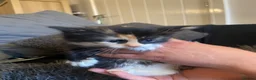 Mixed Breed cats for sale: Super fluffy kittens  in Thame - Advert 15
