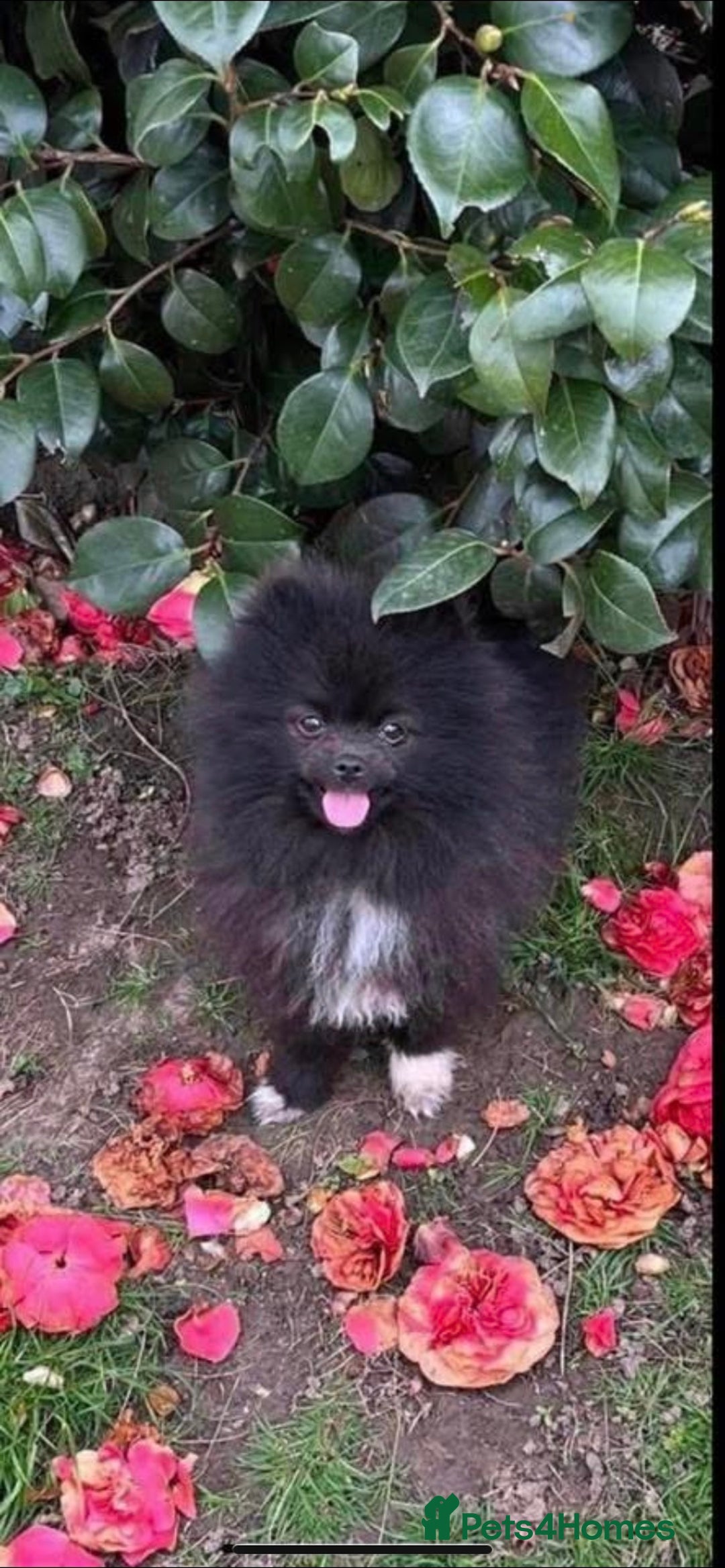 Pomapoo dogs for sale: LAST ASIAN TOY POMAPOO - Advert 4