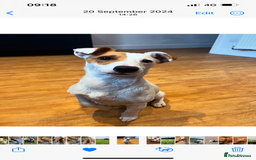 Jack Russell dogs for stud: Beautiful Jack Russell for Stud  - Image 3