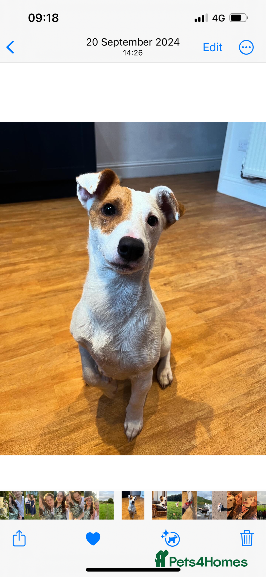 Jack Russell dogs for stud: Beautiful Jack Russell for Stud  - Image 3