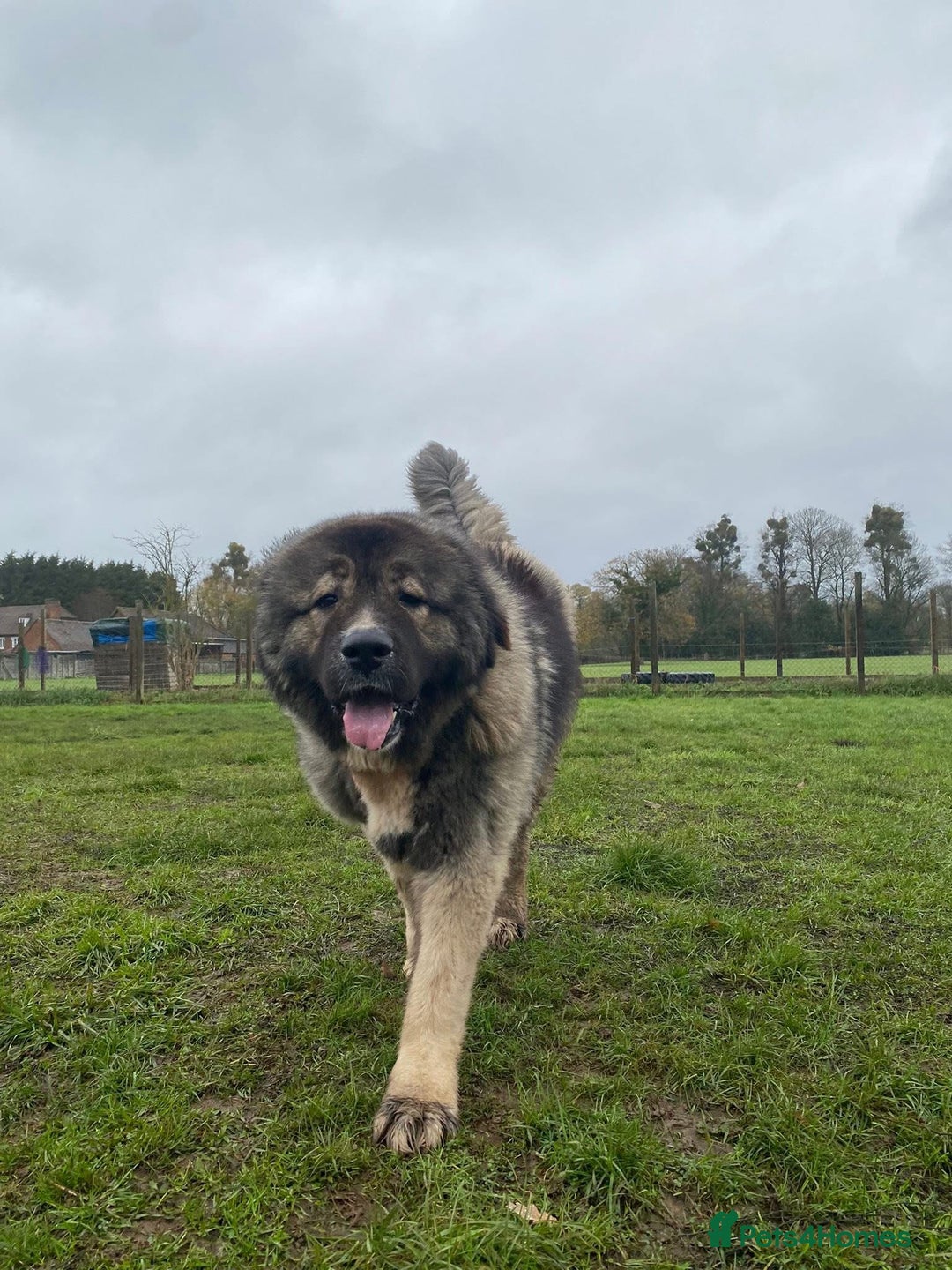 Caucasian Shepherd Dog dogs for sale: 🏡 ADOPT MISHA 🐾 FREE 🌟 Make a Christmas Miracle - Advert 3