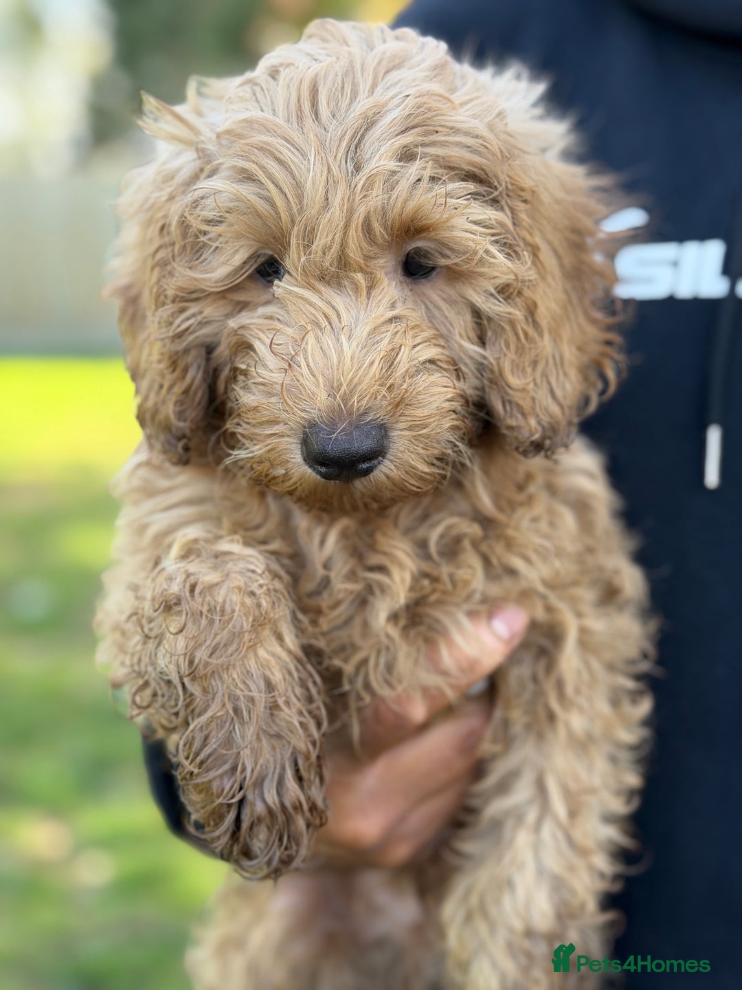 Cockapoo dogs for sale: Stunning cockapoos  - Image 2