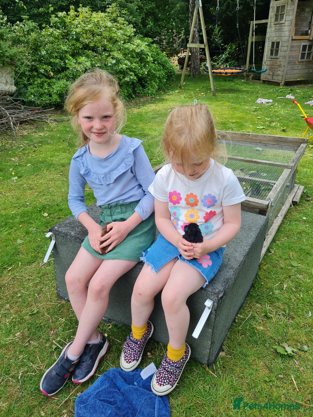 Guinea Pig rodents for sale: Baby guinea pigs for sale - Advert 12