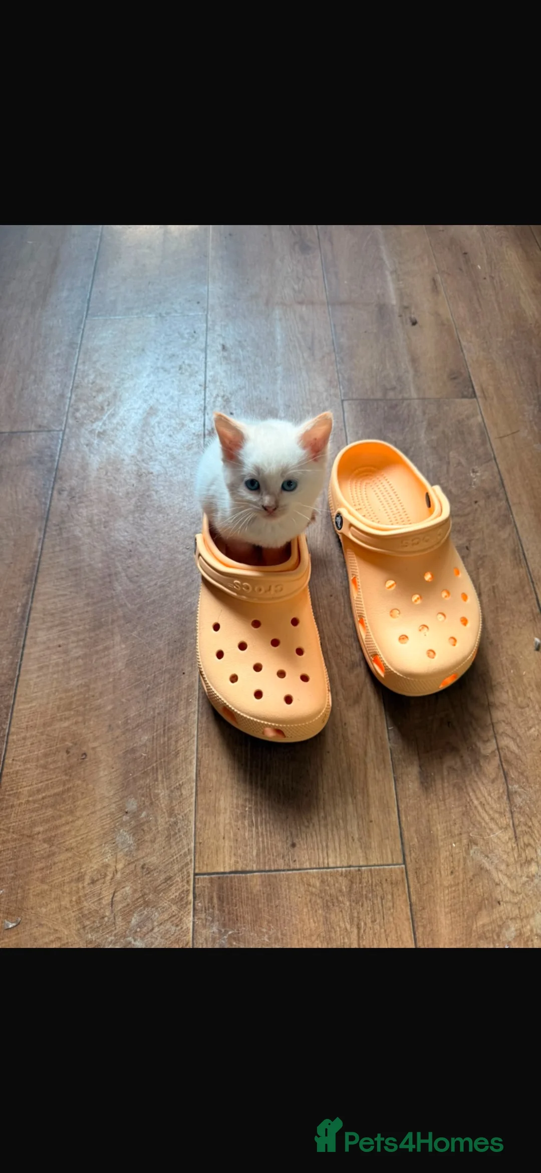 Mixed Breed cats for sale: Mixed litter of playful kittens. - Advert 2