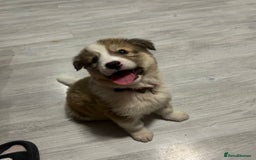 Mixed Breed dogs for sale: 💛🐾 Lovely Lisa 🐾💛 - Image 15