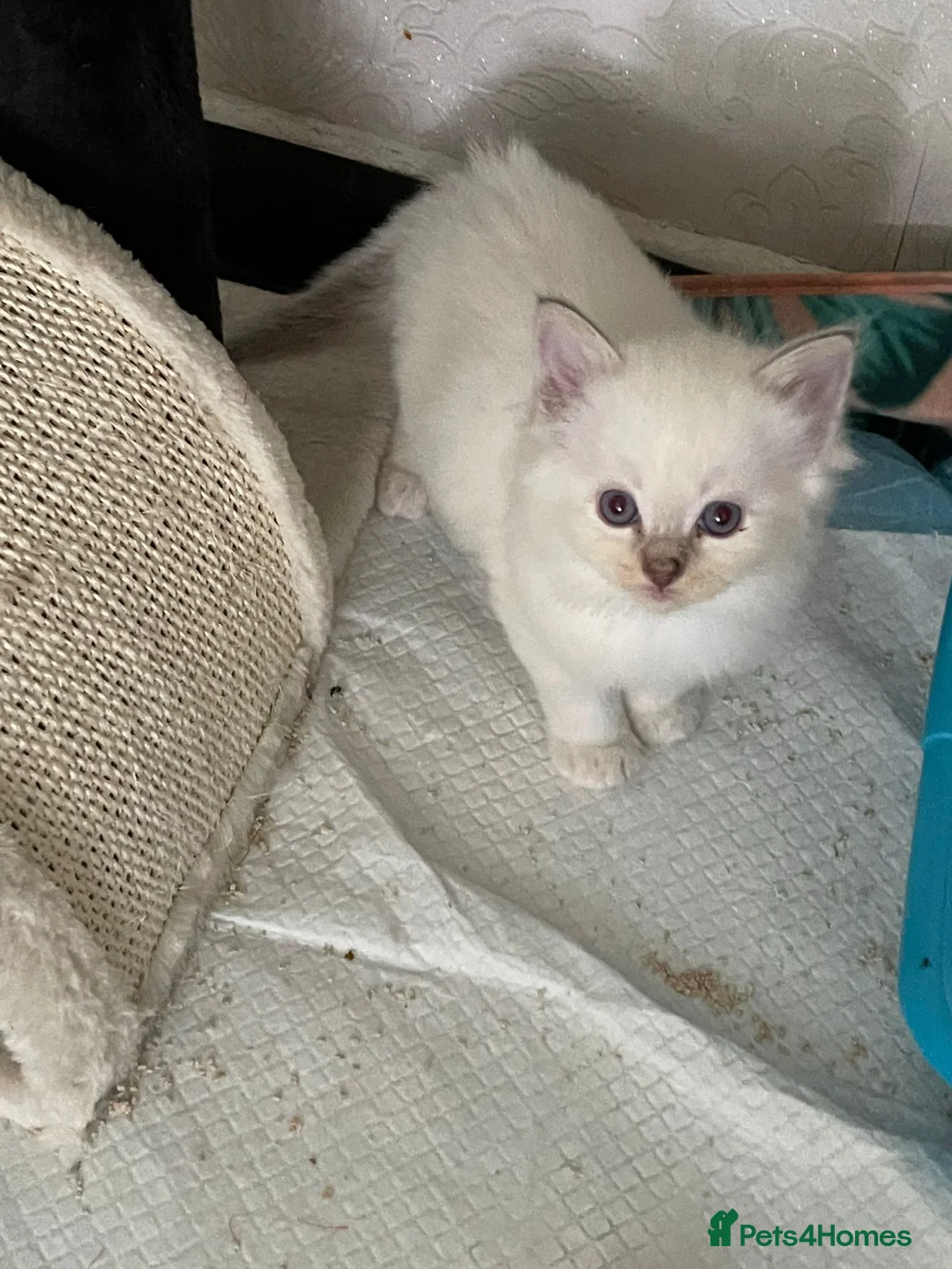 Ragdoll cats for stud: 100% proven boy for stud in Wakefield - Advert 3